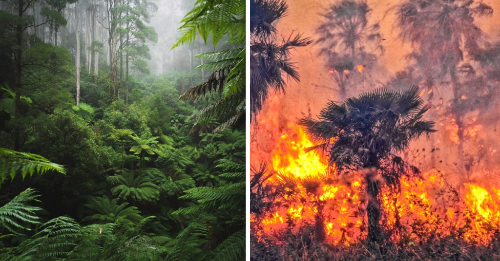 regnskog vs skogsbrand